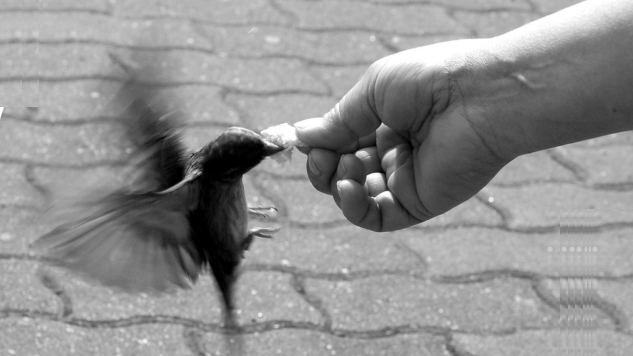 a picture of a hand outstretched to feed a bird